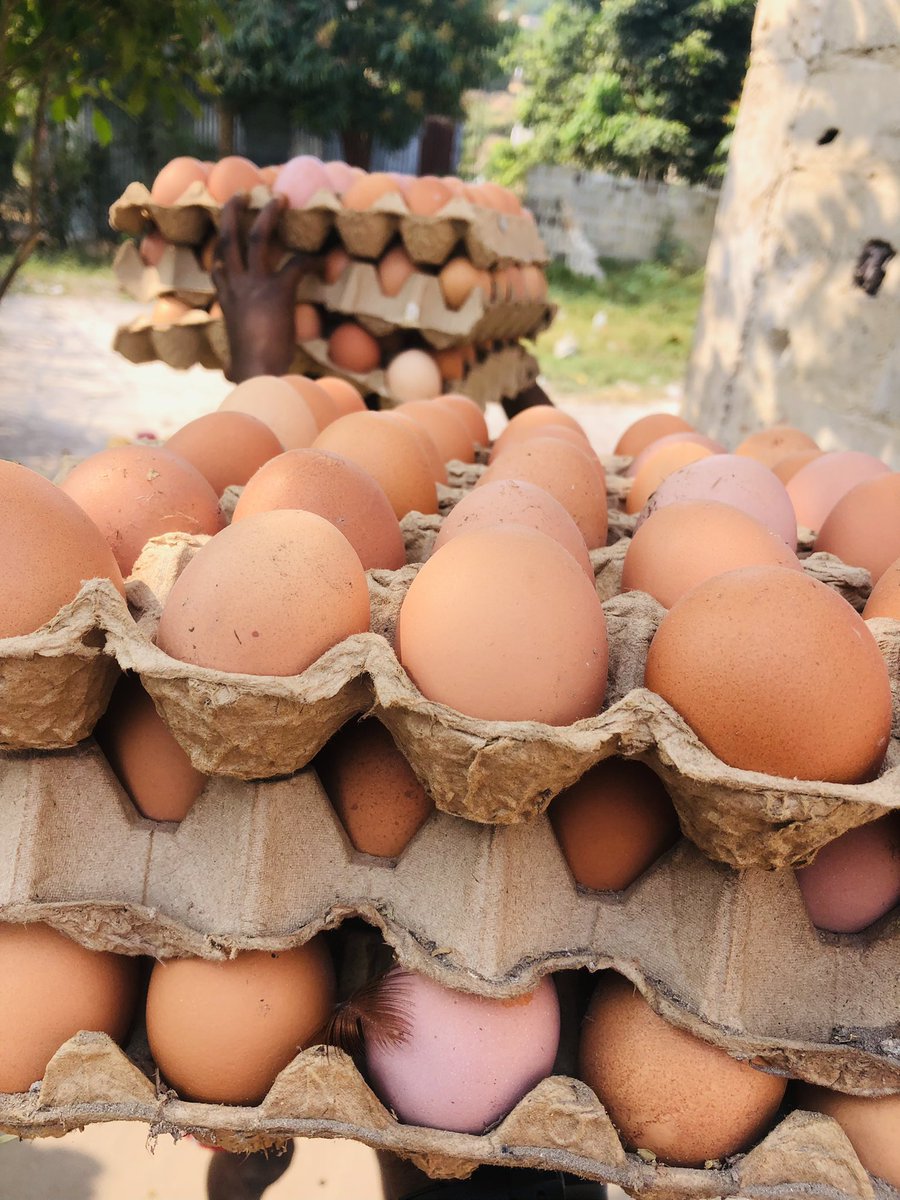 Elie Lomboto🇨🇩🐓 tweet media