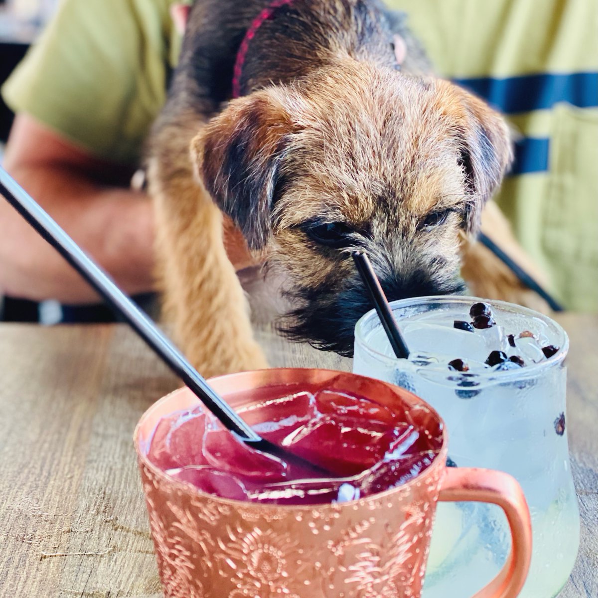 At 1771G&amp;T we welcome everyone!! So bring your furry friend and enjoy our patio area! We will make sure they have plenty of fresh water! ❤️🐶☀️

#furryfriends #petfriendly #dogfriendly #1771gnt #baar #restaurant #1771gnt #annapolis #downtownannapolis #dta #annapolisrestaurant