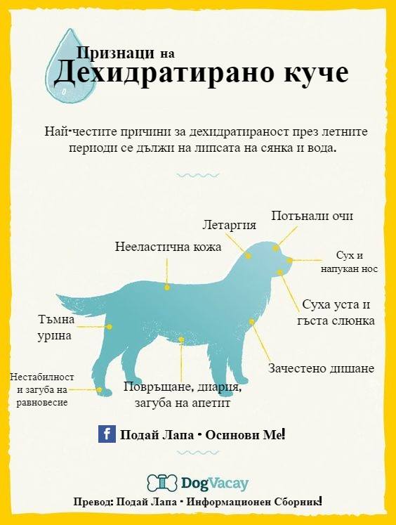 PodaiLapa's tweet photo. Признаци на дехидратирано куче.
Четете в блога на Подай лапа! https://t.co/OudK6z31CV https://t.co/qdSiOSSQYb
