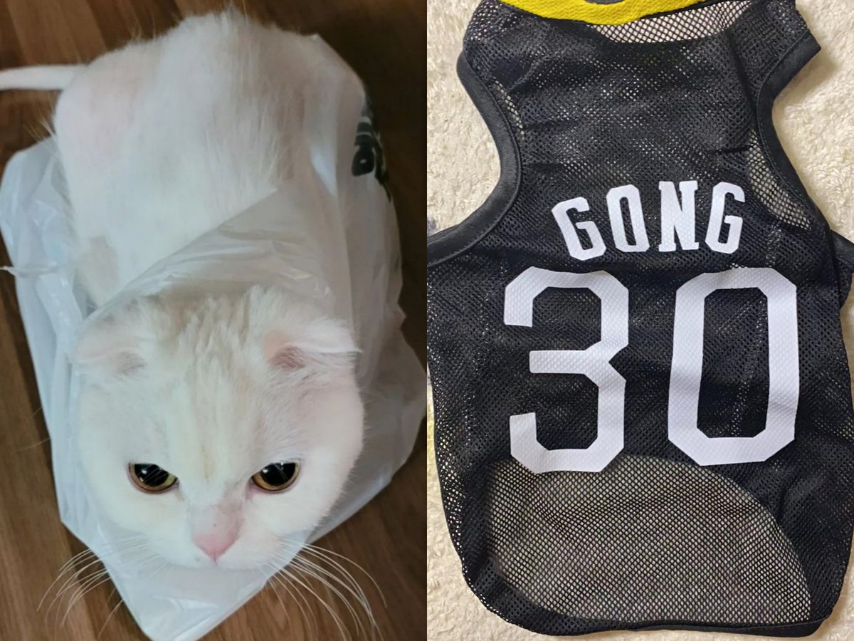 landy_0710's tweet photo. I hope your master puts it on you😄😄😄
#googyoo #GoogYooday https://t.co/ASGV9CNj2g