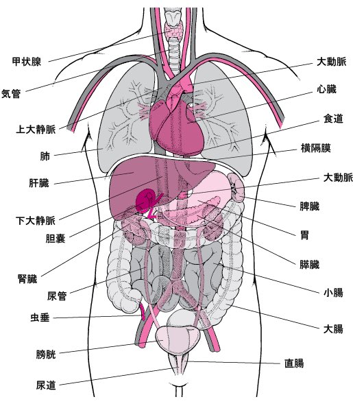 よくマンガで刺された後に「フフフ…俺の心臓の位置は左右逆なのさ…」と不敵に笑って刃物を引き抜く人がいますが、こんなの左右どっちだろうと胸刺されたら死ぬだろ 