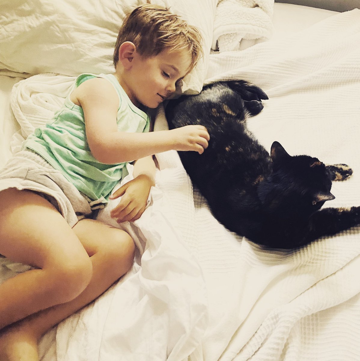 LPCKate's tweet image. Happy #Caturday from Hugo and Pumpernickel!