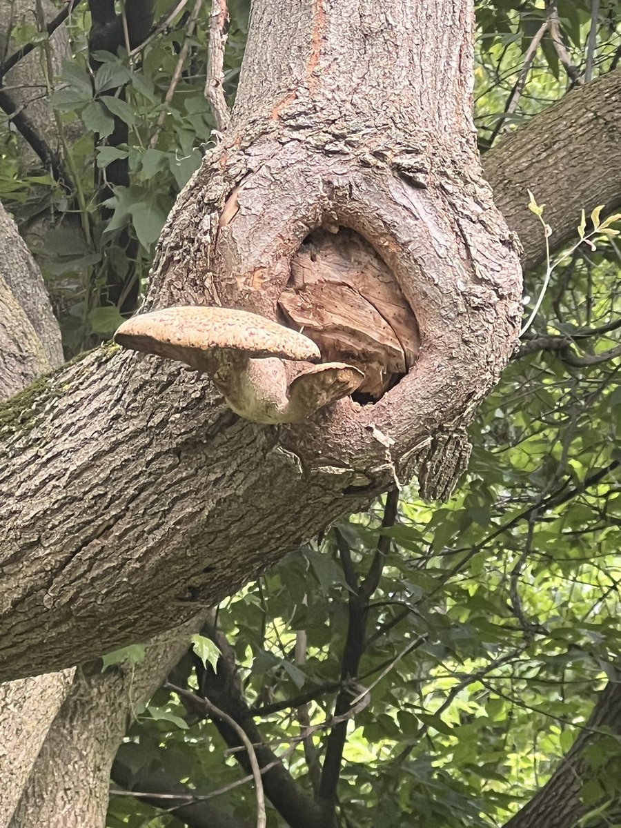 Jodie Williams tweet media