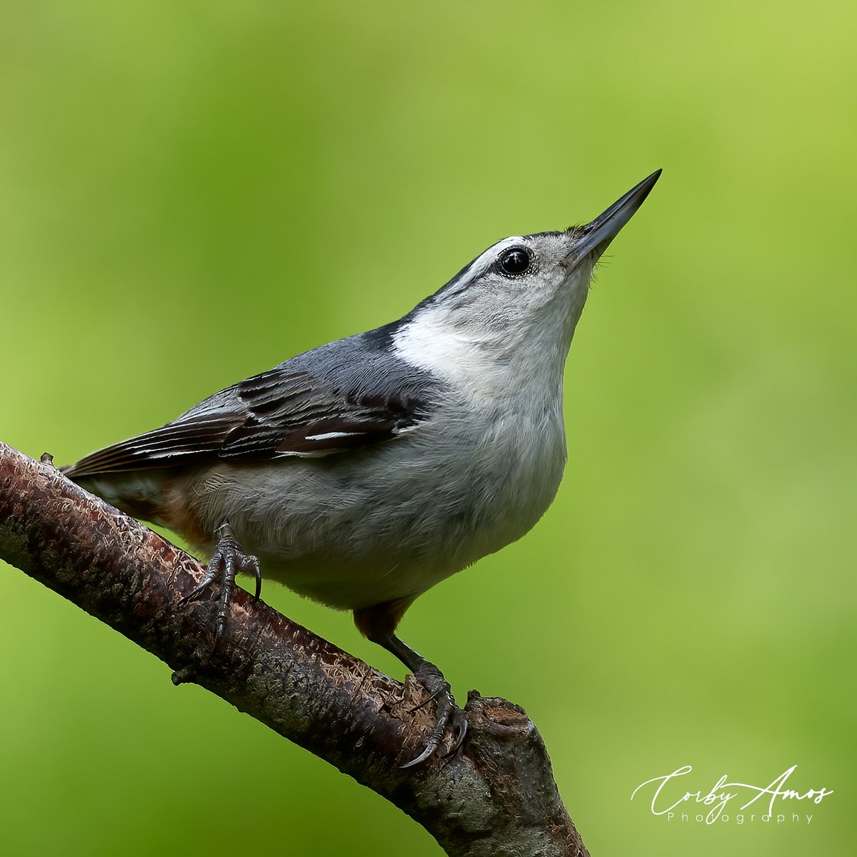 White-breasted Nuthatch
.
.
#birdphotography #birdwatching #birding #BirdTwitter #twitterbirds #birdpics #whitebreastednuthatch