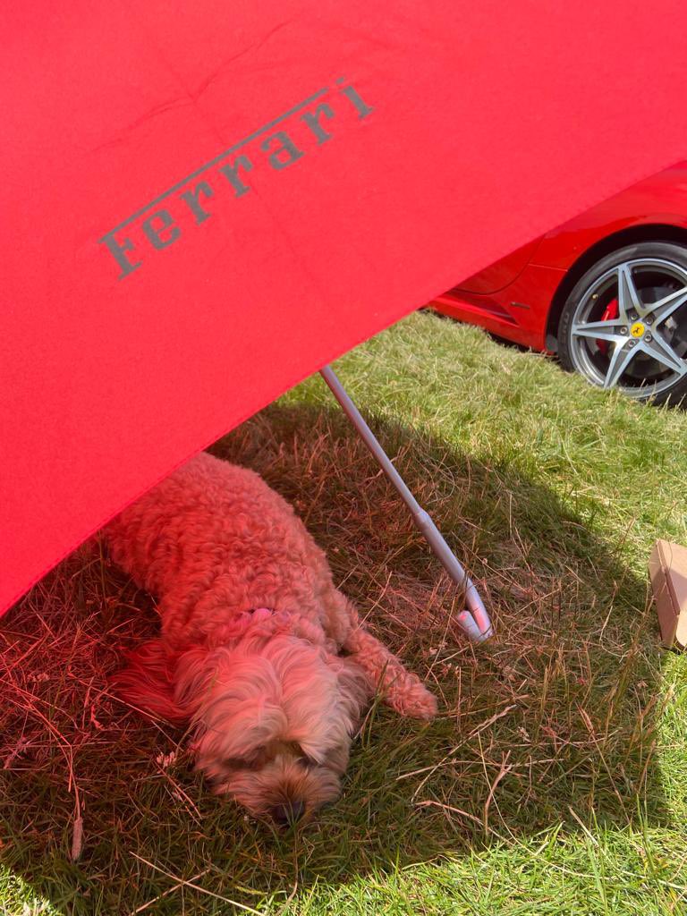 nuttynat1978's tweet photo. Perfect model shot ..  @Ferrari @F1 #cavapoo #Ferrari https://t.co/9Dw0iyQRL5