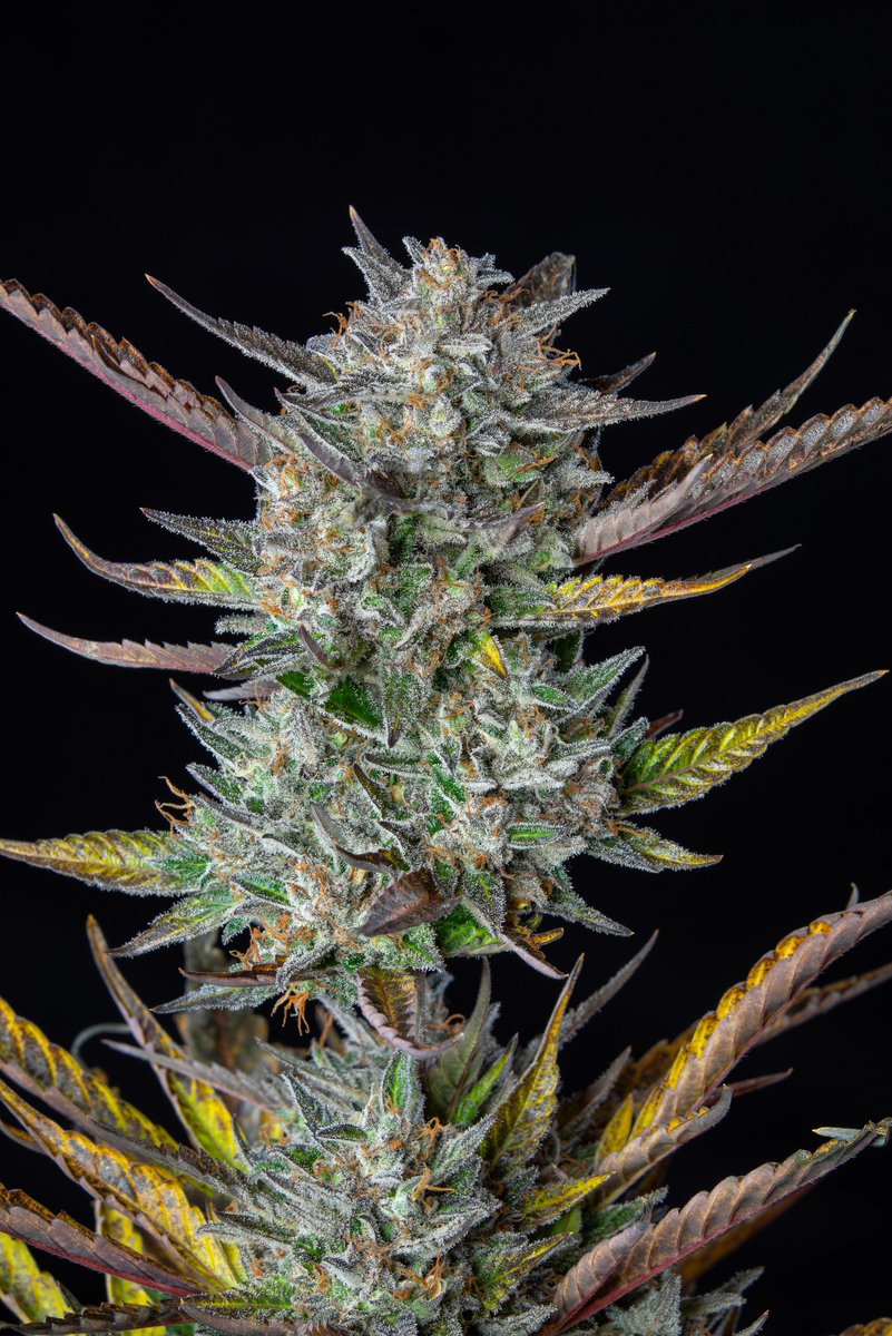 Pot_portraits's tweet photo. Purple Punch Auto by @royalqueenseeds 😍👊🏻

#autoflower #autoflowercommunity #cannabis #flower https://t.co/7pxL2kGinw