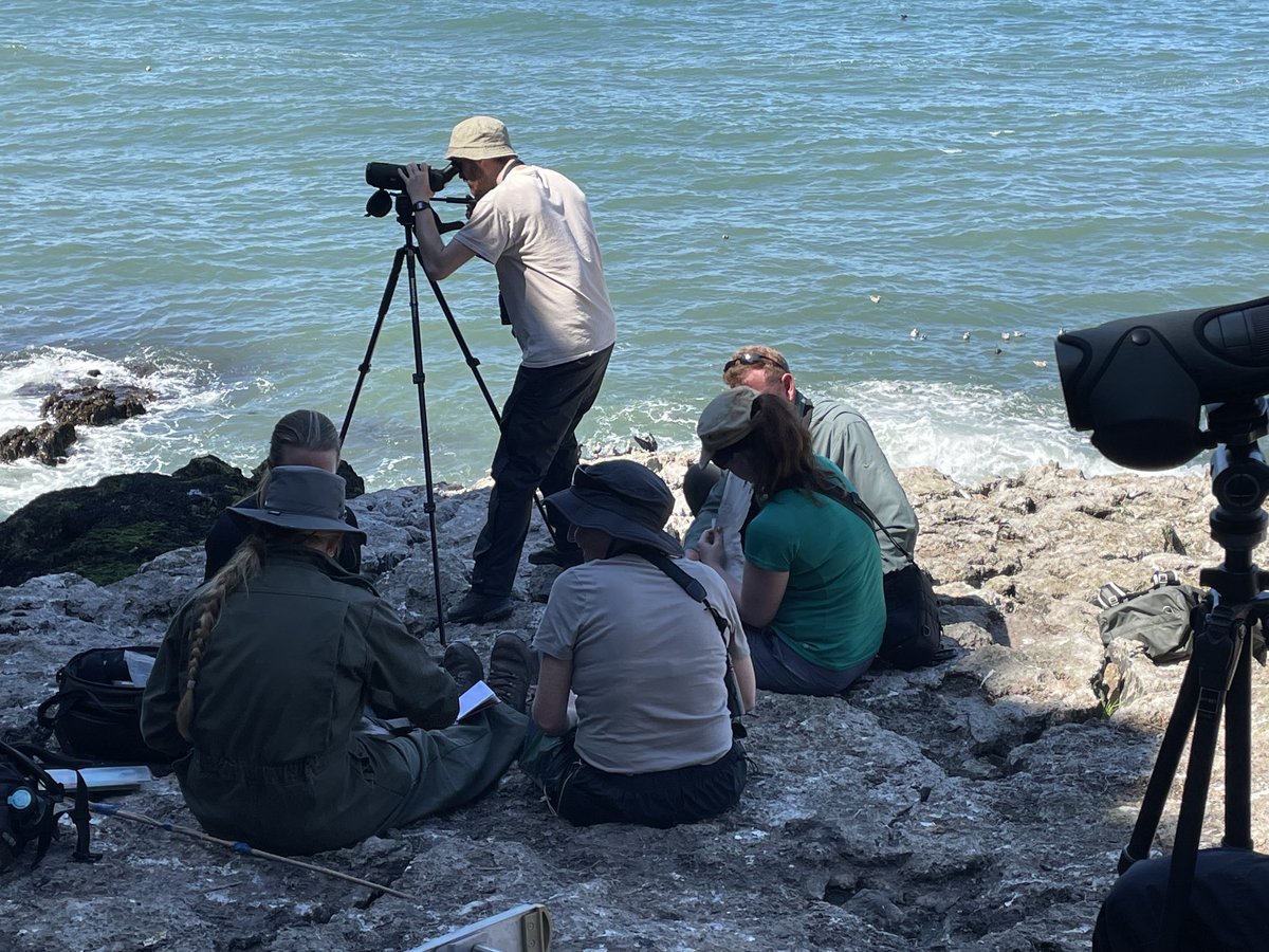 r_green24's tweet photo. Been a successful day running a seabird ringing/monitoring trip to Puffin Island. Had an excellent team &amp; lots of good training done. I waved at my tagged Shelduck on the Dee Estuary too. #SeabirdSaturday https://t.co/3uSKI6nH7D