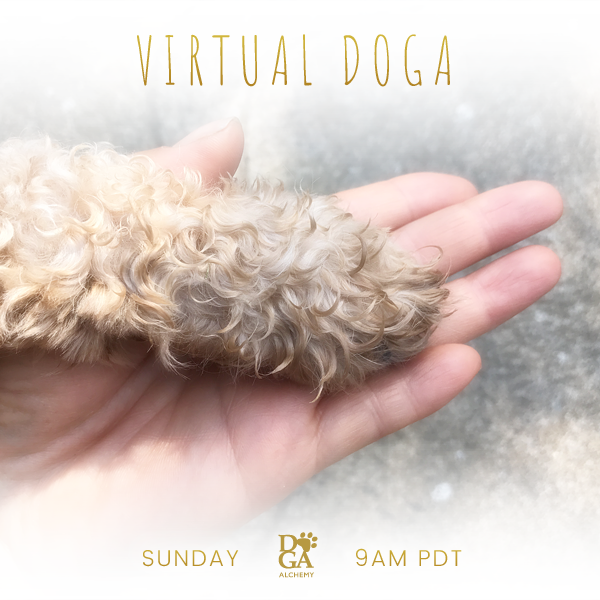 Doga for Freedom 💖🐶 

Please join us on zoom tomorrow:

07/10/22
9am-10am pdt

Please sign up b4 start time via the link below for the zoom link:

stephkang.as.me/virtualdoga 

Join our email list:
- mailchi.mp/a26153128f01/e…