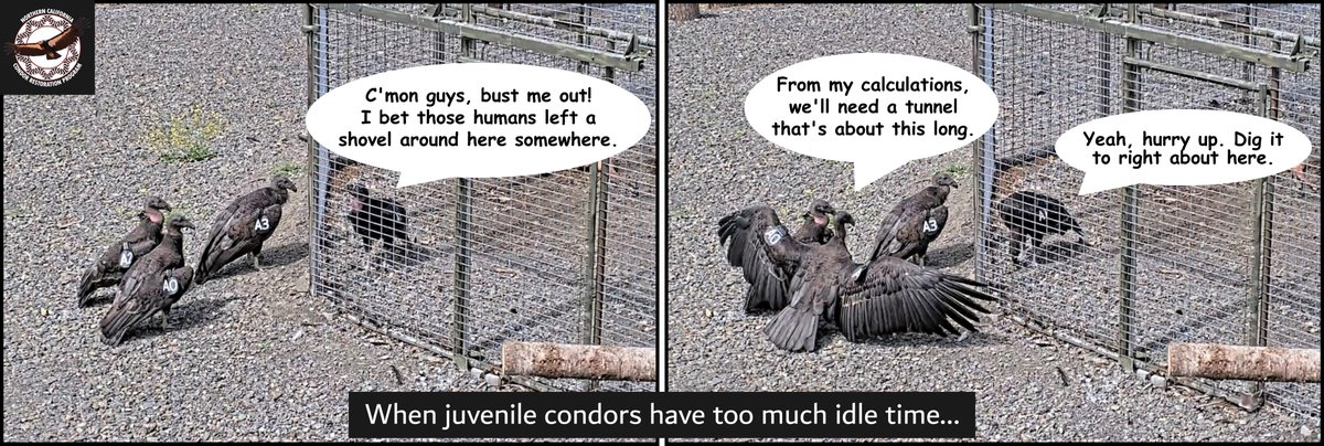 973 (A1) is going to make his getaway one way or another! 

For release updates, stay tuned here, with @TheYurokTribe, and on the condor-cam:
yuroktribe.org/yurok-condor-l… 

#CaliforniaCondor #PreyGoNeesh #birds #SundayComics #EndangeredSpecies #conservation @RedwoodNPS