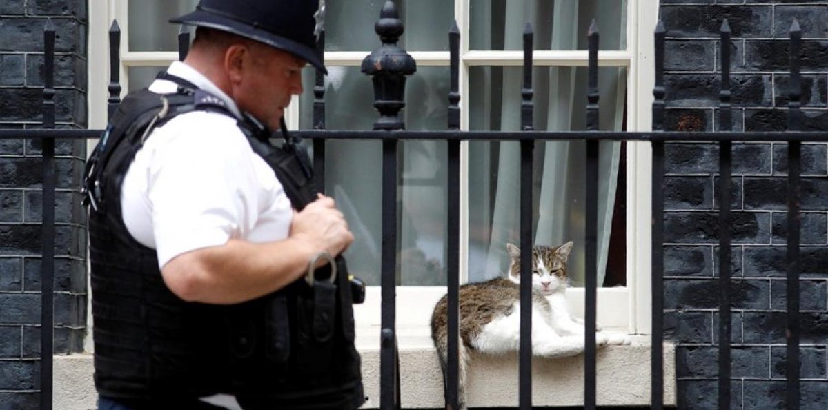 xulsolar71's tweet image. 🐱@Number10cat