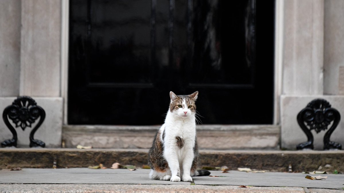 xulsolar71's tweet image. 🐱@Number10cat