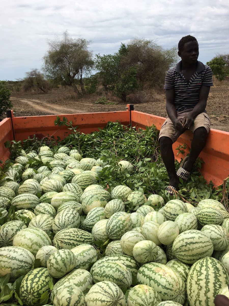 JamesThuch's tweet image. “Happy 11th Independence Day #SouthSudan. 
At @rainmakerorg, we believe “#FoodSecurity is the backbone of stable communities. Investment in agriculture has a far-reaching positive effect on peace, health, &amp;amp; the economy.”

#SustainableAgriculture is the future! #SSOT
