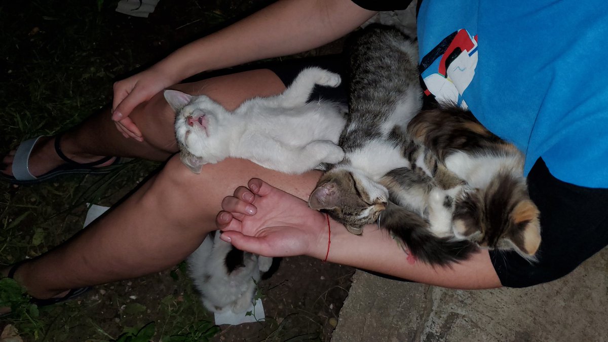 ArtCatsNFT's tweet photo. WHO REALY DESERVE FREE NFT?

We want to help everyone who really deserve it! Dear community, we supported 24 shelters, cured and cared about hundreds of animals. Now it's time to find people to also have kind heart!

Tag your friends, who you think deserve free NFT from us! https://t.co/326KpYEsxW