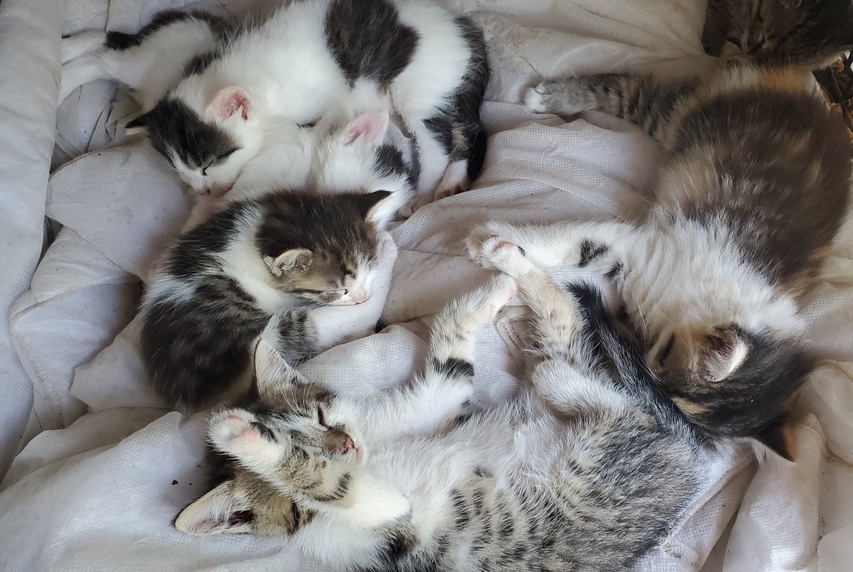 ArtCatsNFT's tweet photo. WHO REALY DESERVE FREE NFT?

We want to help everyone who really deserve it! Dear community, we supported 24 shelters, cured and cared about hundreds of animals. Now it's time to find people to also have kind heart!

Tag your friends, who you think deserve free NFT from us! https://t.co/326KpYEsxW