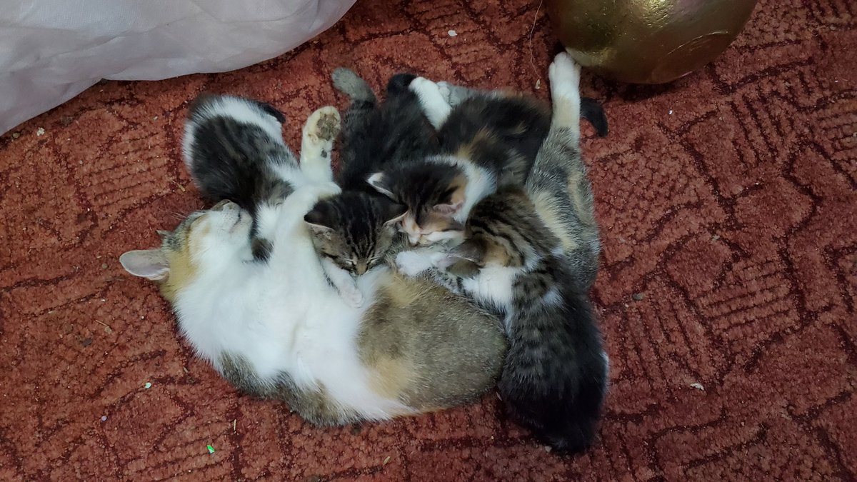 ArtCatsNFT's tweet photo. WHO REALY DESERVE FREE NFT?

We want to help everyone who really deserve it! Dear community, we supported 24 shelters, cured and cared about hundreds of animals. Now it's time to find people to also have kind heart!

Tag your friends, who you think deserve free NFT from us! https://t.co/326KpYEsxW
