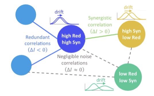 Noise correlations influence how informative neuronal activity is about behavior. Does this effect on information predict a neuron’s tuning stability over days? Come ask me tomorrow morning at #FENS2022! <a href="/FENSorg/">FENS</a>