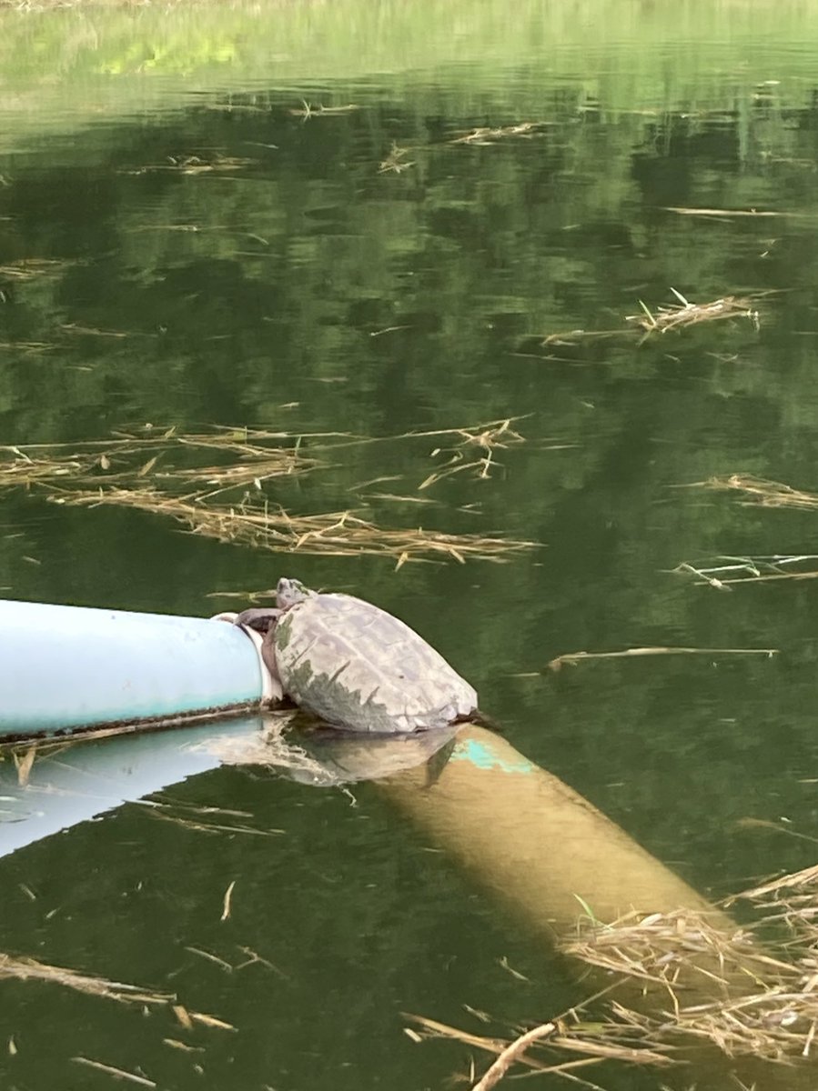 Great day on the course but need my guy <a href="/Billyhottakes/">Billy 🏈</a> to help me out, is this a snapper? <a href="/PardonMyTake/">Pardon My Take</a>