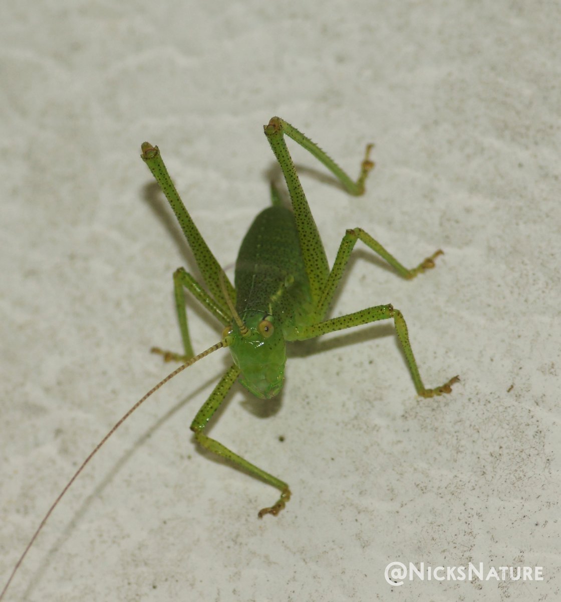 NicksNature's tweet photo. Katydid cricket from the garden
#insects #naturephotography #macrophotography #TwitterNaturePhotography https://t.co/zFMFD5IO1H