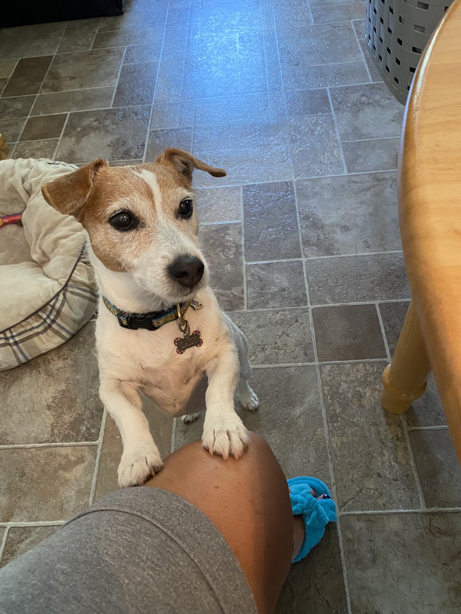 DaisyMaeJack's tweet photo. Now can I has some of your pizza??? ❤️🐾#dogs #dogsoftwitter #alwaysbegging https://t.co/bfDOrhSF2K