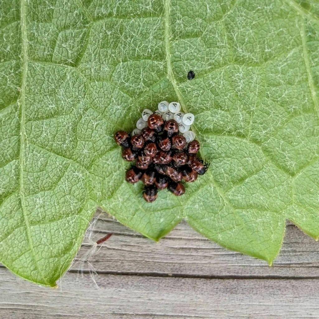 MJFHorticulture's tweet photo. The Grapevine Beetles are at it again!
#pelidnotapunctata #grapevinebeetle https://t.co/PPTzxFimKm https://t.co/KEEujiWYg1