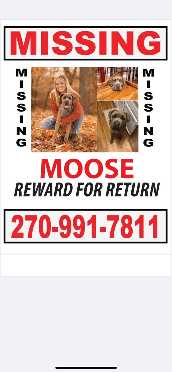 AFordCSF's tweet photo. URGENT Moose was just spotted around noon on Baskerville Rd/Hillwood Dr. in Rockfield.  please be on the lookout! He is extremely sweet, try to get him to come to you with treats, but do not chase him.   ￼ if you see him, call (270) 991-7811 or (765) 730-4697 immediately. https://t.co/a9s2iuQ7aZ