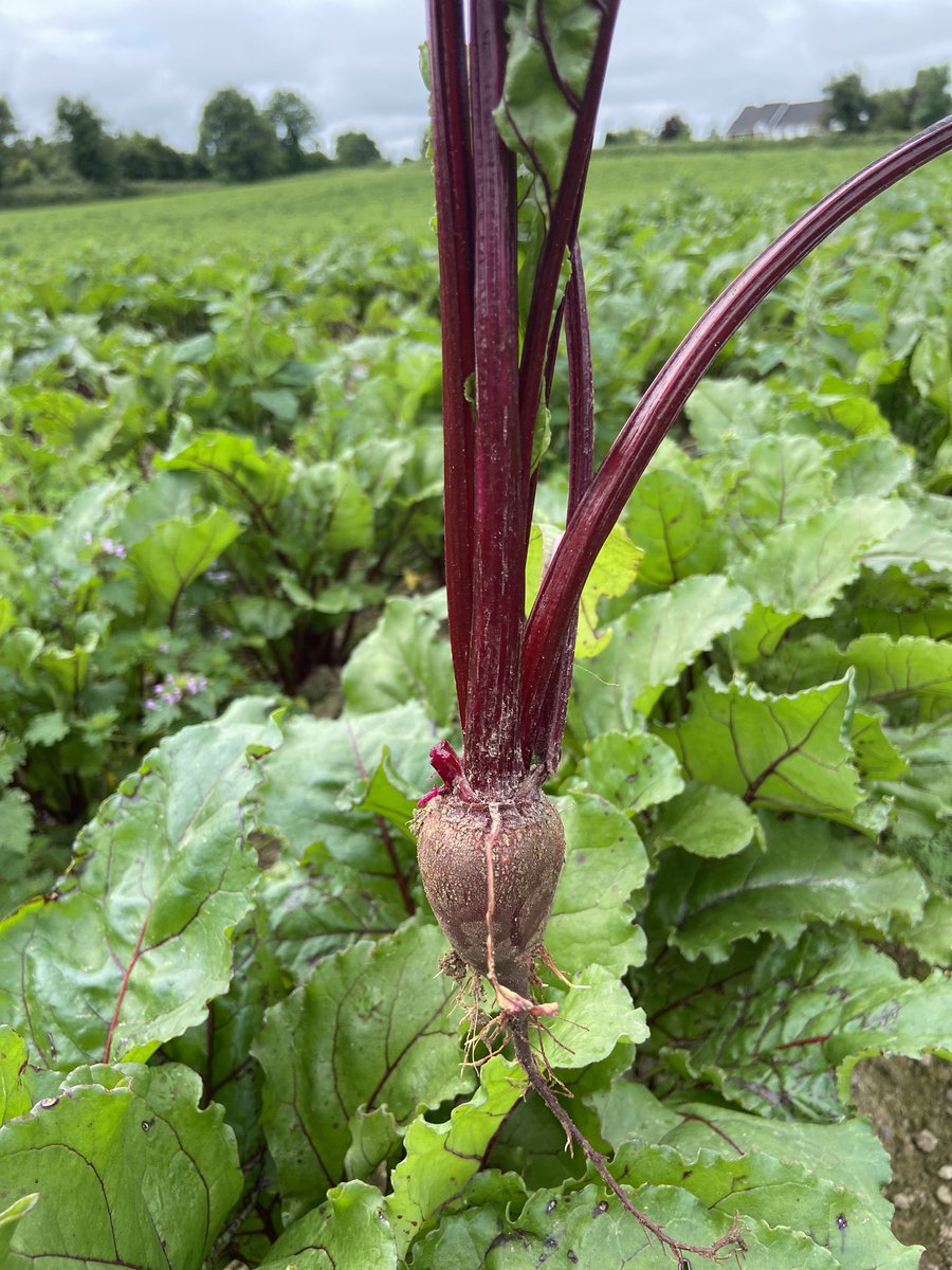 feigherysfarm's tweet photo. Just another few weeks before this beetroot crop finds it’s way to your fridge in a bottle 😍 
#beetrootjuice #irishbeetroot #energydrink #noaddedsugar #nitricoxide #beetrootshots https://t.co/KHtCBeYFAQ
