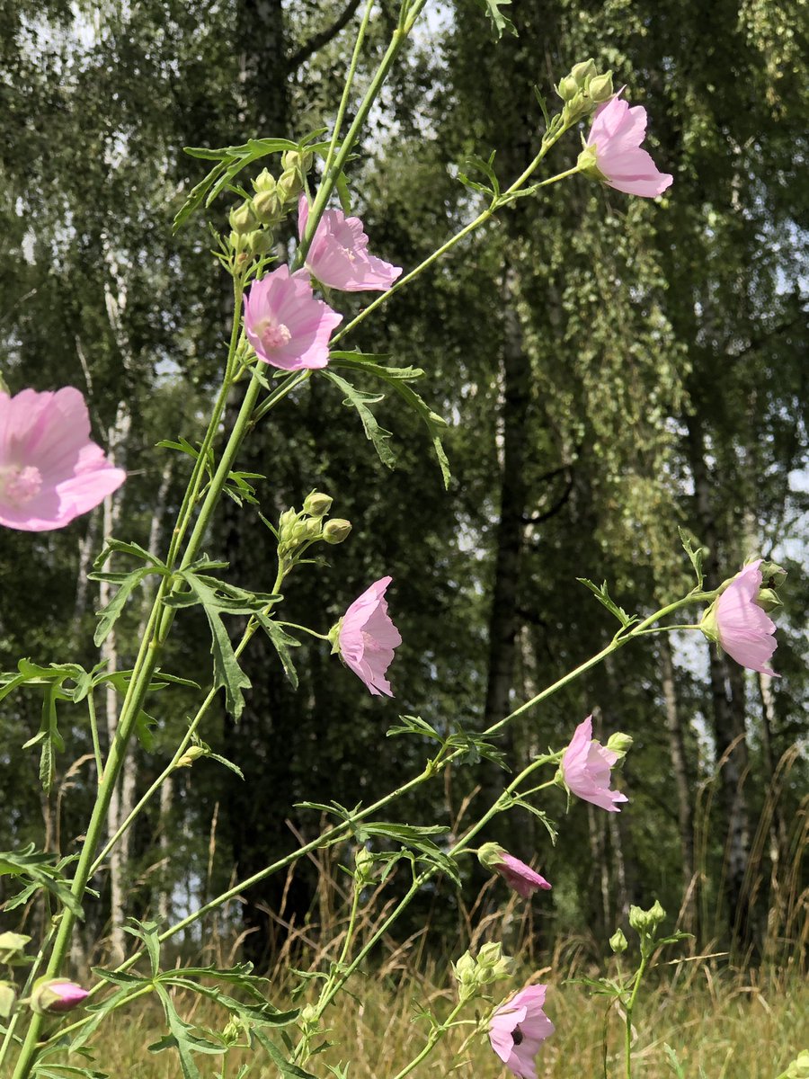 AndrzejDabrowka's tweet photo. Odwiedziłem dziś przed południem łąkę nad Niwką sprawdzając, jak w tym sezonie sobie radzą moje #malwy (ślazówki) turyngijskie. Jest ich niedużo. https://t.co/l1Rcq0Chx1