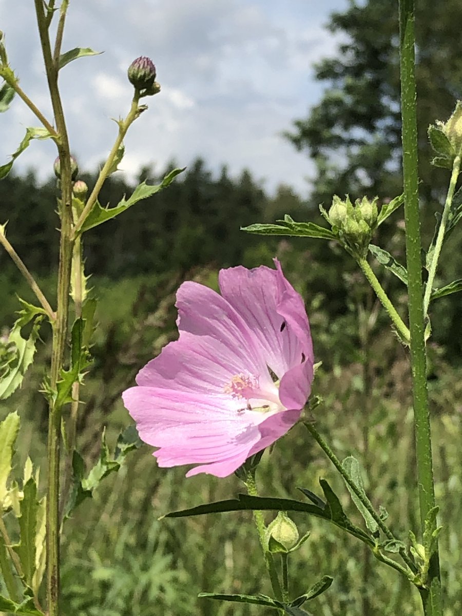 AndrzejDabrowka's tweet photo. Odwiedziłem dziś przed południem łąkę nad Niwką sprawdzając, jak w tym sezonie sobie radzą moje #malwy (ślazówki) turyngijskie. Jest ich niedużo. https://t.co/l1Rcq0Chx1
