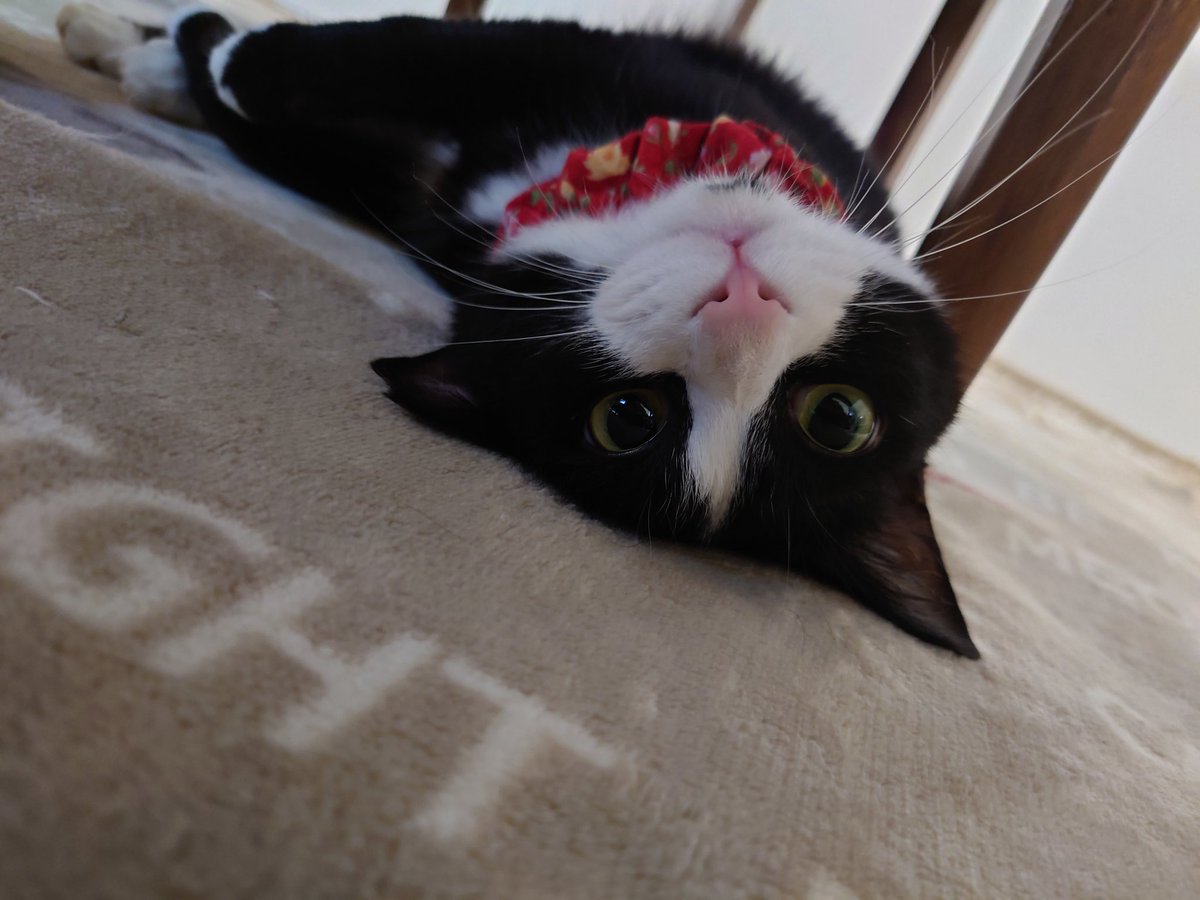 病院帰りの猫さんが どんなに嫌だったか を伝える動画がただただかわいい 頑張ってえらい Togetter