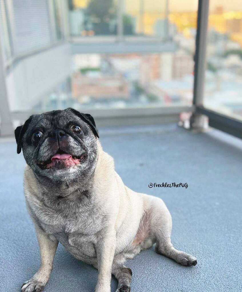 FrecklesThePUG's tweet photo. Happy Weekend 😀
#pug https://t.co/IFaaS66oj8 https://t.co/HEOBJ7j7aH