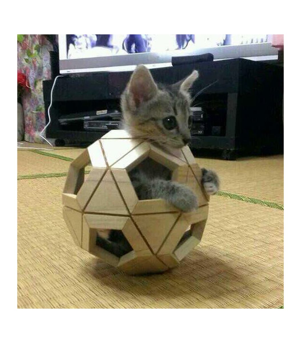 GENTLECAT (@gentleeeeeeecat) on Twitter photo 