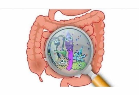 siradisidekor's tweet photo. Mutluluk hormonunun %95'i, bağırsaklarda probiyotikler tarafından üretildiğini biliyor muydunuz ?  Bağırsakları tedavi etmeden depresyon tedavi edilemez. Bağırsaklarını mutlu et kendini mutlu et.😇 https://t.co/7Q9O6sZeWQ