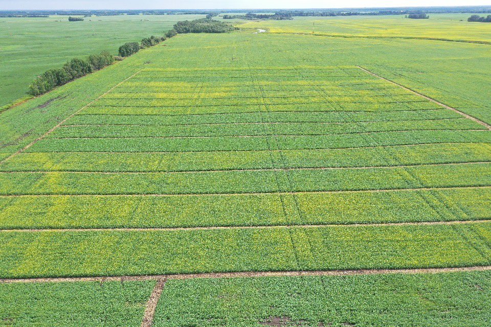 Getting to be that time of the year again. Have had lots of rain and the #InVigor are the first to flower and are looking great for tour season.
