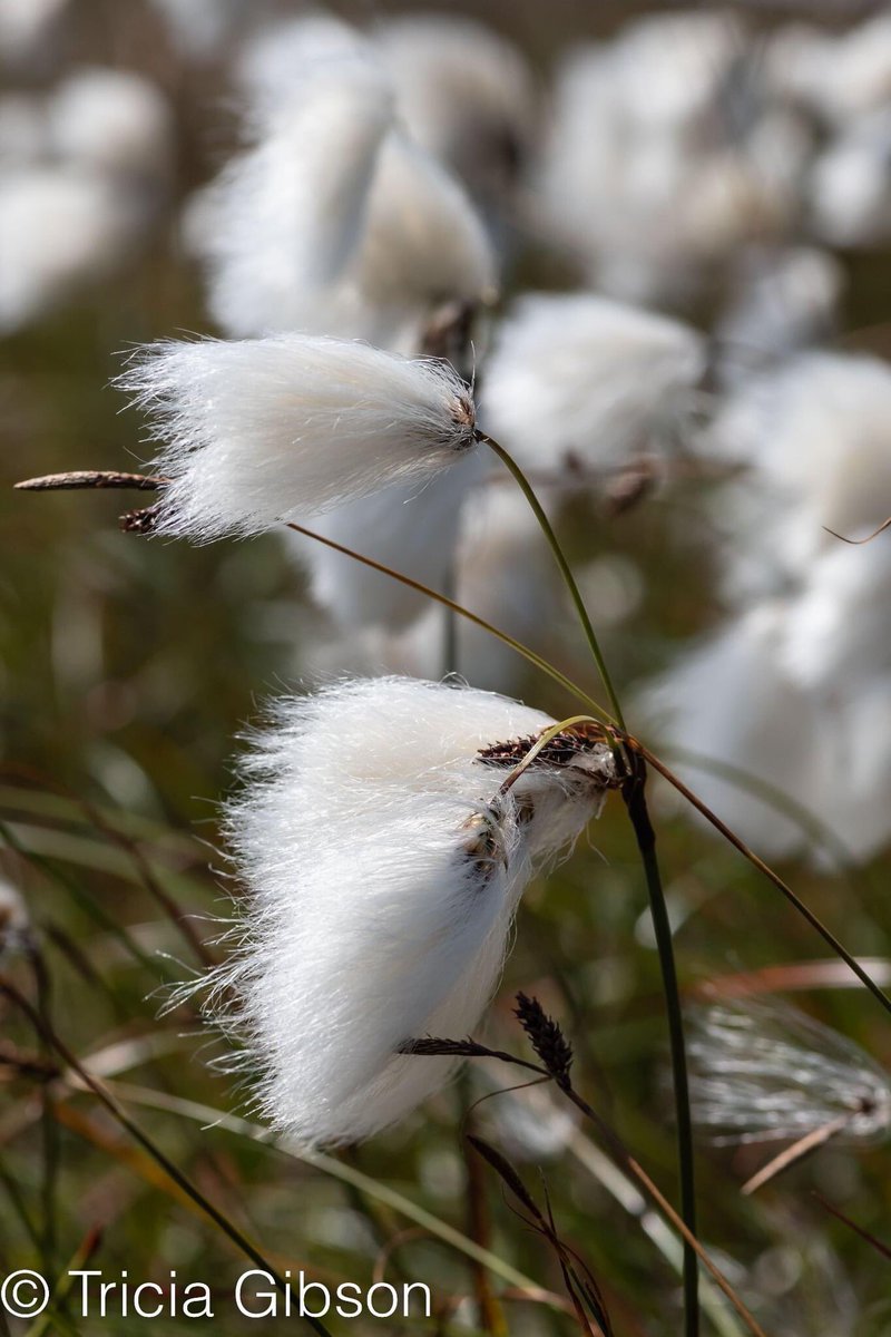 exmoormare's tweet photo. Beautiful #bogcotton on #dunkery @ExmoorNP yesterday, #heather and #grassseedheads catching it as it blows! In spite of the heat caught up with most of the 🐴🐴🐴too!! https://t.co/zu1hl7uyam