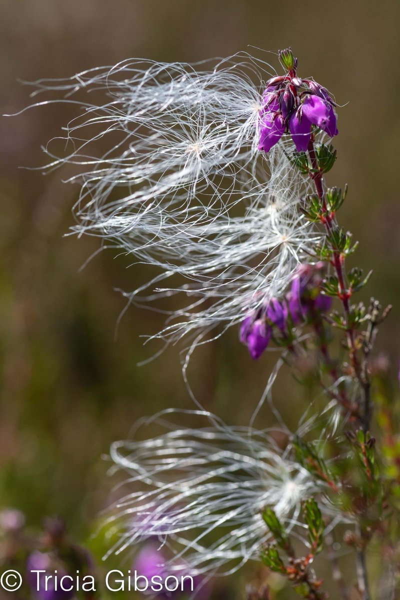 exmoormare's tweet photo. Beautiful #bogcotton on #dunkery @ExmoorNP yesterday, #heather and #grassseedheads catching it as it blows! In spite of the heat caught up with most of the 🐴🐴🐴too!! https://t.co/zu1hl7uyam