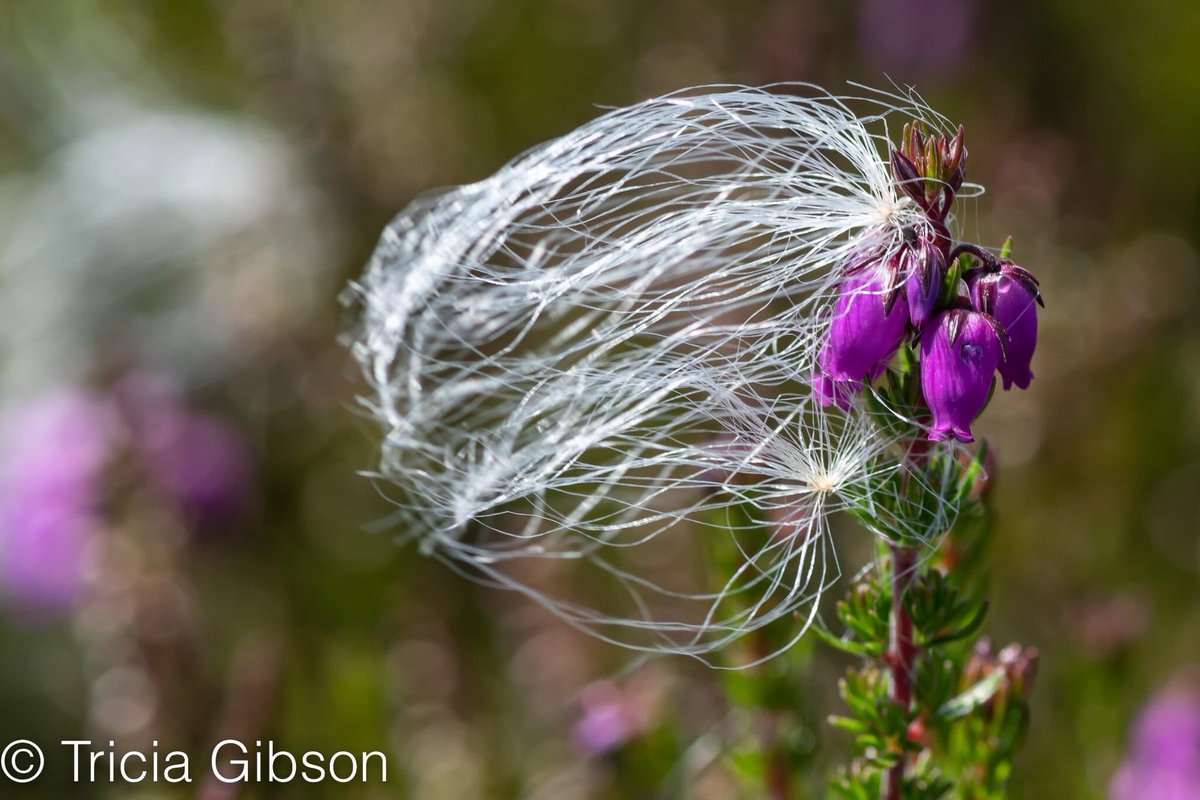 exmoormare's tweet photo. Beautiful #bogcotton on #dunkery @ExmoorNP yesterday, #heather and #grassseedheads catching it as it blows! In spite of the heat caught up with most of the 🐴🐴🐴too!! https://t.co/zu1hl7uyam