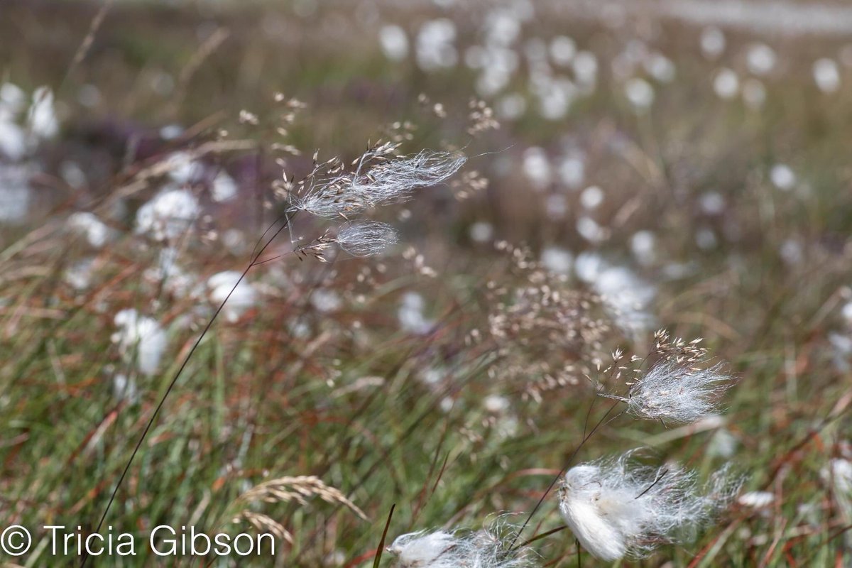 exmoormare's tweet photo. Beautiful #bogcotton on #dunkery @ExmoorNP yesterday, #heather and #grassseedheads catching it as it blows! In spite of the heat caught up with most of the 🐴🐴🐴too!! https://t.co/zu1hl7uyam