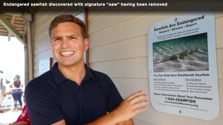 SharkAdvocates's tweet photo. Caught off Naples, Florida: an Endangered #sawfish whose signature saw had been removed. “We really try to make sure people are aware that keeping a trophy like that isn’t something that is allowed." - Greg Poulakis of @MyFWC . (Signage HT @CoastalElasmos) https://t.co/XuqE4M0TJv https://t.co/kwrauW06sc