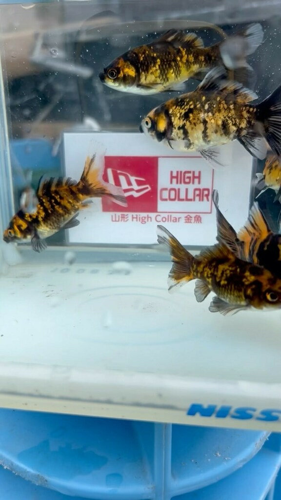 ❤ ハイカラ金魚❤ 金魚専門店 きんとと、 | 新入荷‼️ 蝶尾各種🦋✨ サイズ約13