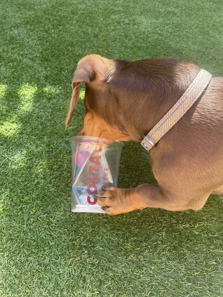hayleyh79's tweet photo. Even Ralph likes a @CostaCoffee frappe to cool down in the sunshine! 🤎☀️ https://t.co/D9xtL4ePuC