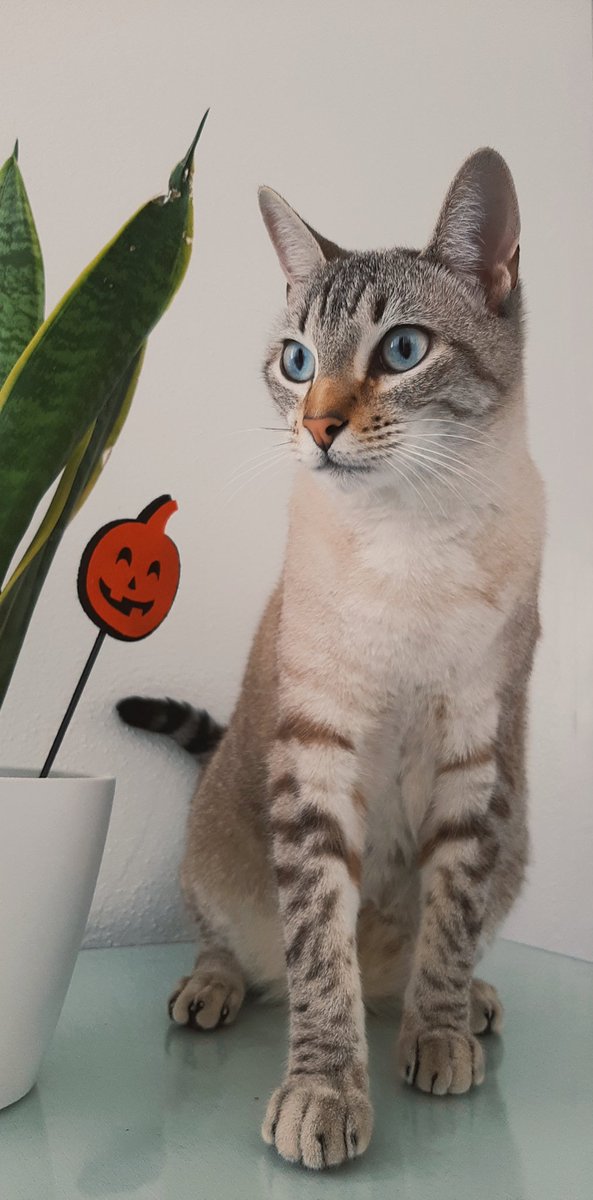 julesthefrog's tweet photo. GATO PERDIDO
Mi gato Felipe se ha escapado esta noche de casa y no lo encontramos.
Es muy manso y no suele atacar.
Cerro del Águila, C/Párroco Antonio Gómez Villalobos, Sevilla.
Si alguien lo ve que llame al 744616590.
Se agradece difusión, por favor.🙏🏻 https://t.co/gY4UjRrF2Q