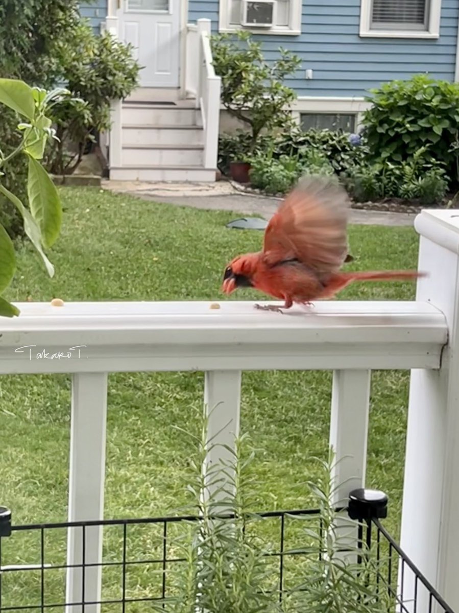 otterX's tweet photo. 😍🥰❤️ #MrCardinal comes to get peanuts 🥜🐦✨ https://t.co/9aLsMWAeiW