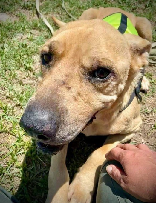 psychicwhisper3's tweet photo. 💔MAC💔#06-778 10Years Old 🤨Looks So Young 🥰 Beautiful Black Mouth Cur/Pit Mix
🔹Hw- &amp; Neutered Wandering The Streets With An "Adopt Me" Collar😢He's Very Scared &amp;
Found In Bad Cond Old Bite Marks On Body &amp; Teeth Missing.🆘‼️Hard Date 7/12 No EXT ‼️
#PLEDGE4RESQ2SAVE🙏 INFO⬇️ https://t.co/iZGCT3YXgw