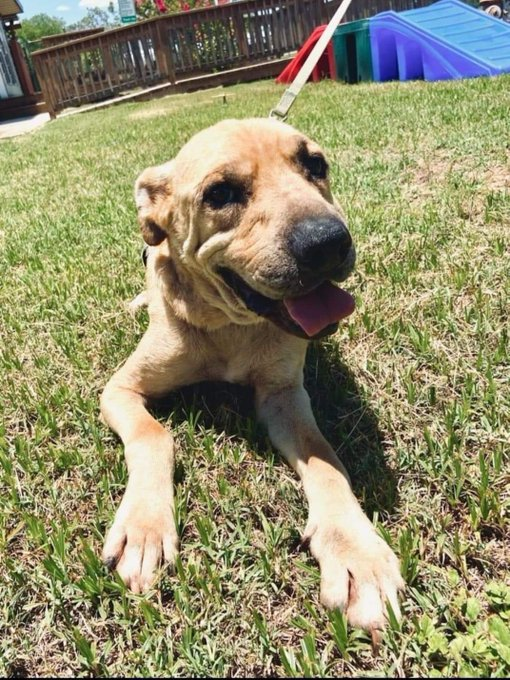 psychicwhisper3's tweet photo. 💔MAC💔#06-778 10Years Old 🤨Looks So Young 🥰 Beautiful Black Mouth Cur/Pit Mix
🔹Hw- &amp; Neutered Wandering The Streets With An "Adopt Me" Collar😢He's Very Scared &amp;
Found In Bad Cond Old Bite Marks On Body &amp; Teeth Missing.🆘‼️Hard Date 7/12 No EXT ‼️
#PLEDGE4RESQ2SAVE🙏 INFO⬇️ https://t.co/iZGCT3YXgw