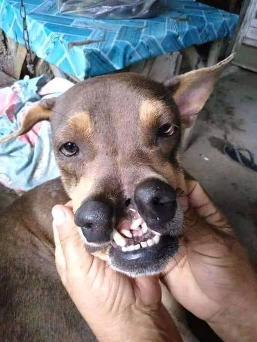 Happy Dog tweet media