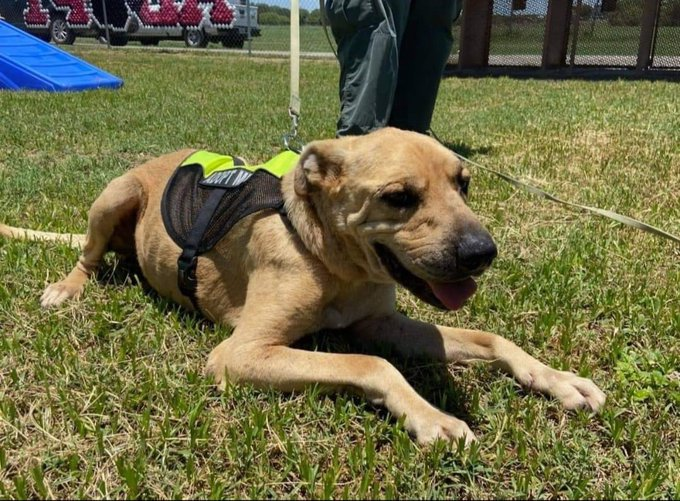 psychicwhisper3's tweet photo. 💔MAC💔#06-778 10Years Old 🤨Looks So Young 🥰 Beautiful Black Mouth Cur/Pit Mix
🔹Hw- &amp; Neutered Wandering The Streets With An "Adopt Me" Collar😢He's Very Scared &amp;
Found In Bad Cond Old Bite Marks On Body &amp; Teeth Missing.🆘‼️Hard Date 7/12 No EXT ‼️
#PLEDGE4RESQ2SAVE🙏 INFO⬇️ https://t.co/iZGCT3YXgw