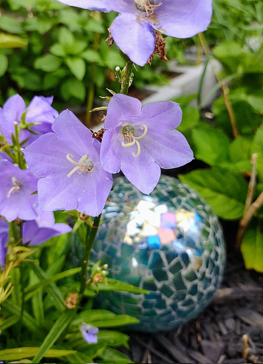 QueenZher0's tweet photo. Loving the Balloon Flowers this year 💜
#garden #flower #flowers #nature #NaturePhotography #purple #summer https://t.co/MKPHYs4ciW