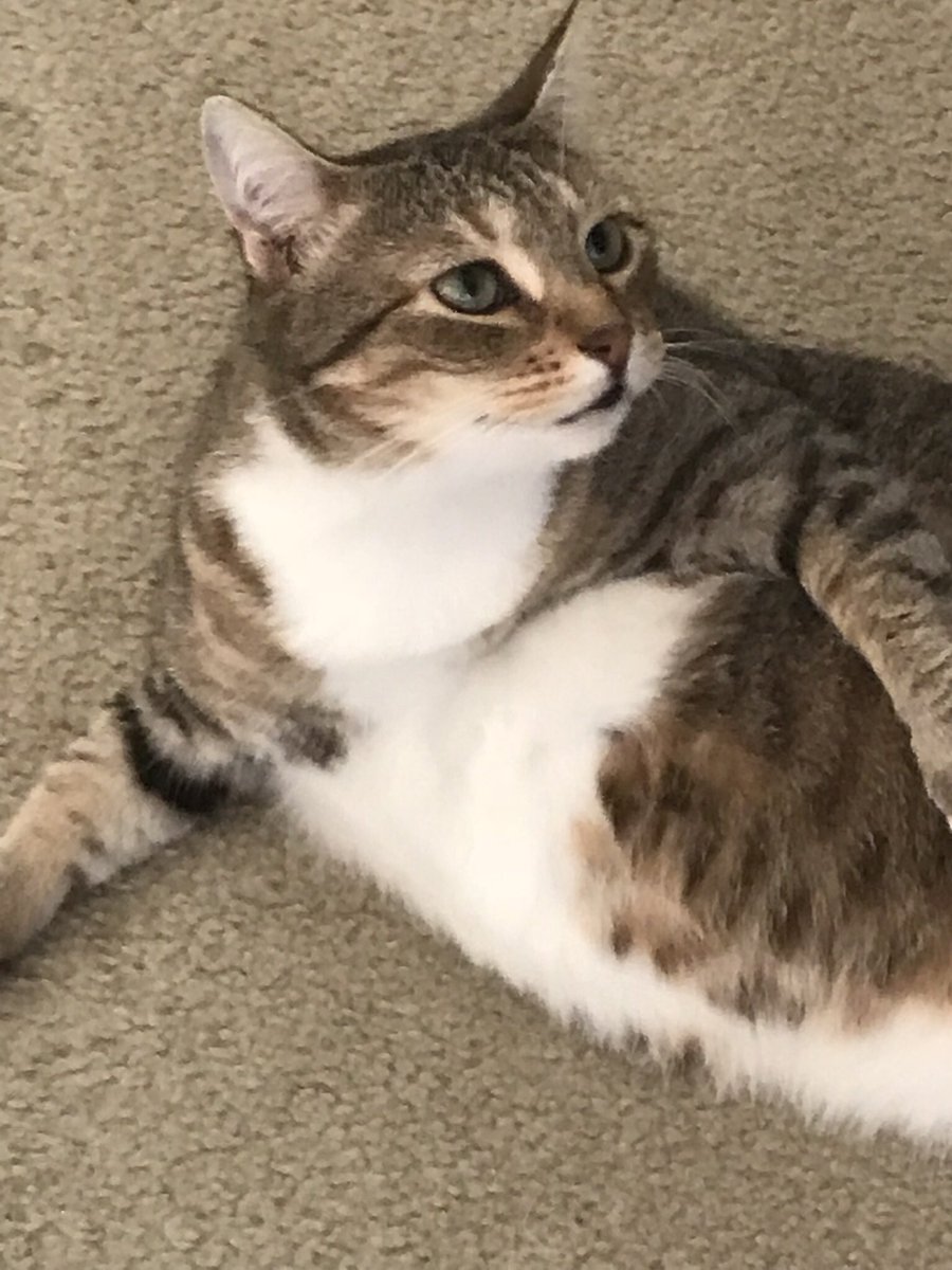 TimClearwater's tweet photo. It’s our sweet Sarah’s 10th birthday today! https://t.co/jJbgox5GV0