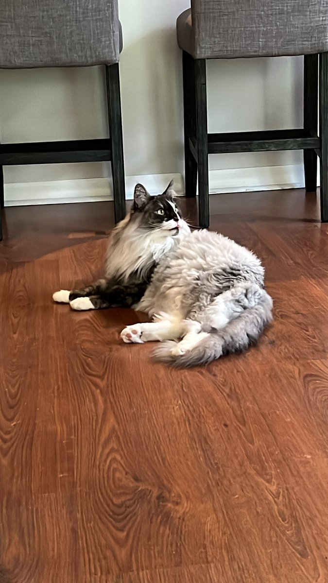 xxDerekTTV's tweet photo. Gandalf the Grey ππ dudes got a bigger beard than pops now! #MiniLion https://t.co/1GwYlNewGQ
