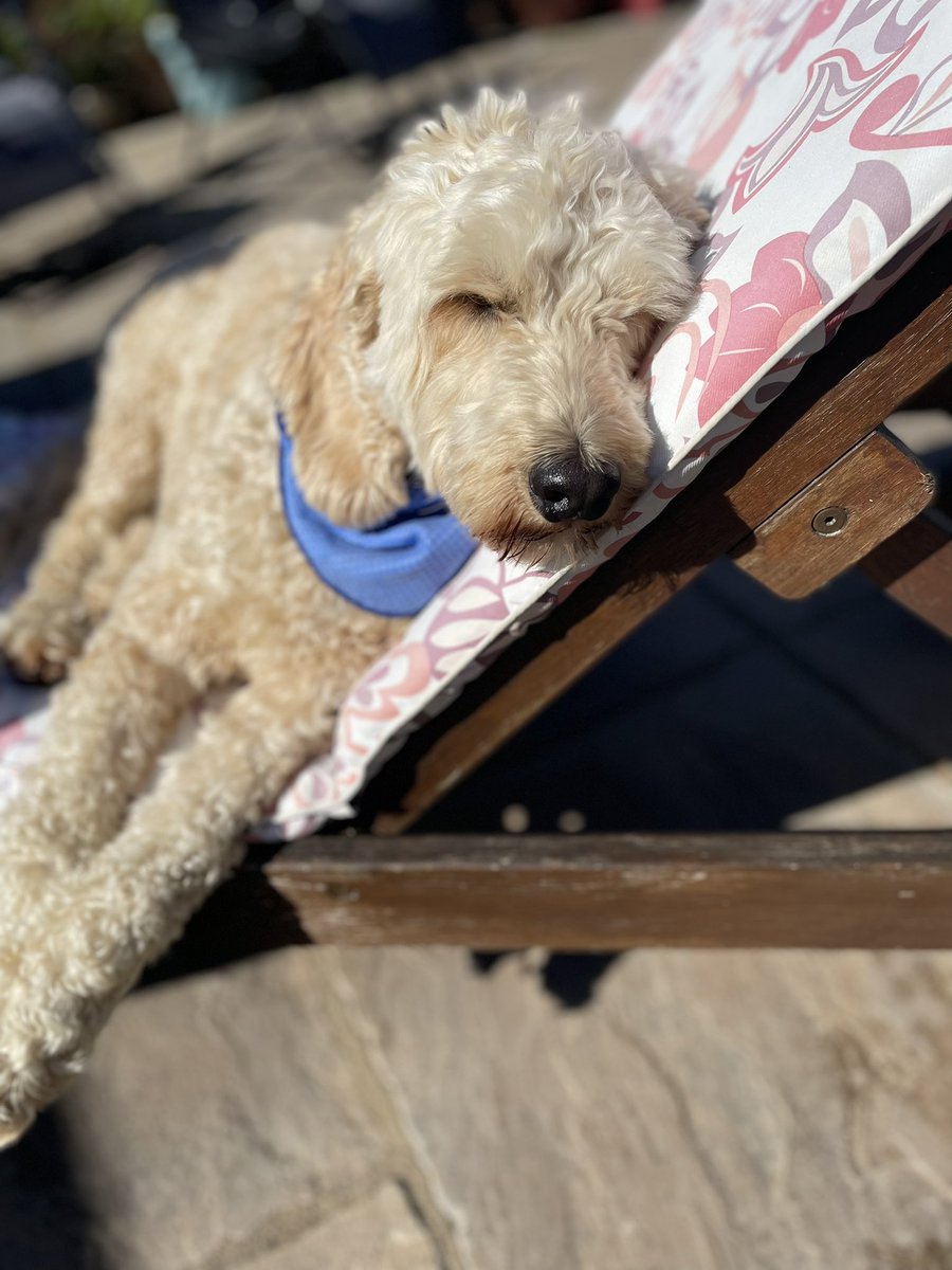 WilsonandJim1's tweet photo. Hoomans sent us away for a week so one of the hookids could get married at the hooparents without worrying about us escaping! We is back homes and we is happy to be back 🐶🐶 https://t.co/qJVoG0d8Fl